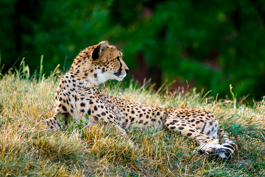 Gepard