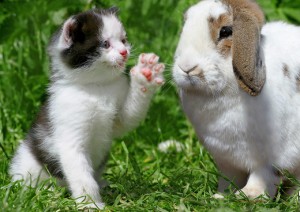 Kot i królik