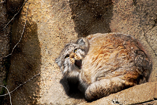 Manul koci niedźwiadek