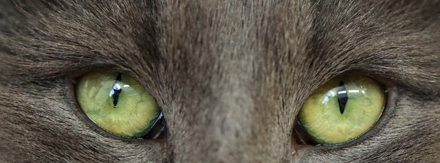 Pielęgnacja kocich oczu
