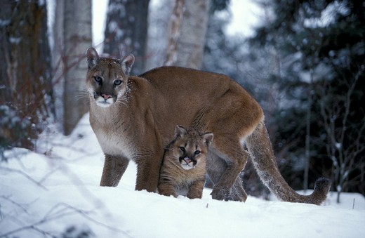 Puma kot o wyostrzonym wzroku i słuchu