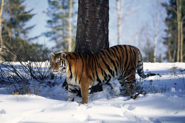 Najpiękniejszy kot Tygrys